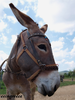 Donkey Clker Image